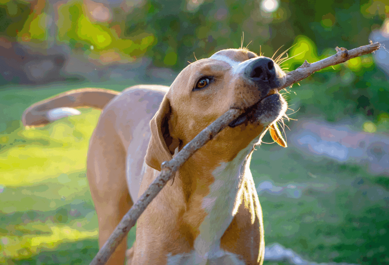 Timmy’s Top Summer Essentials for Pets: Cooling & Outdoor Gear (2026 Edition)