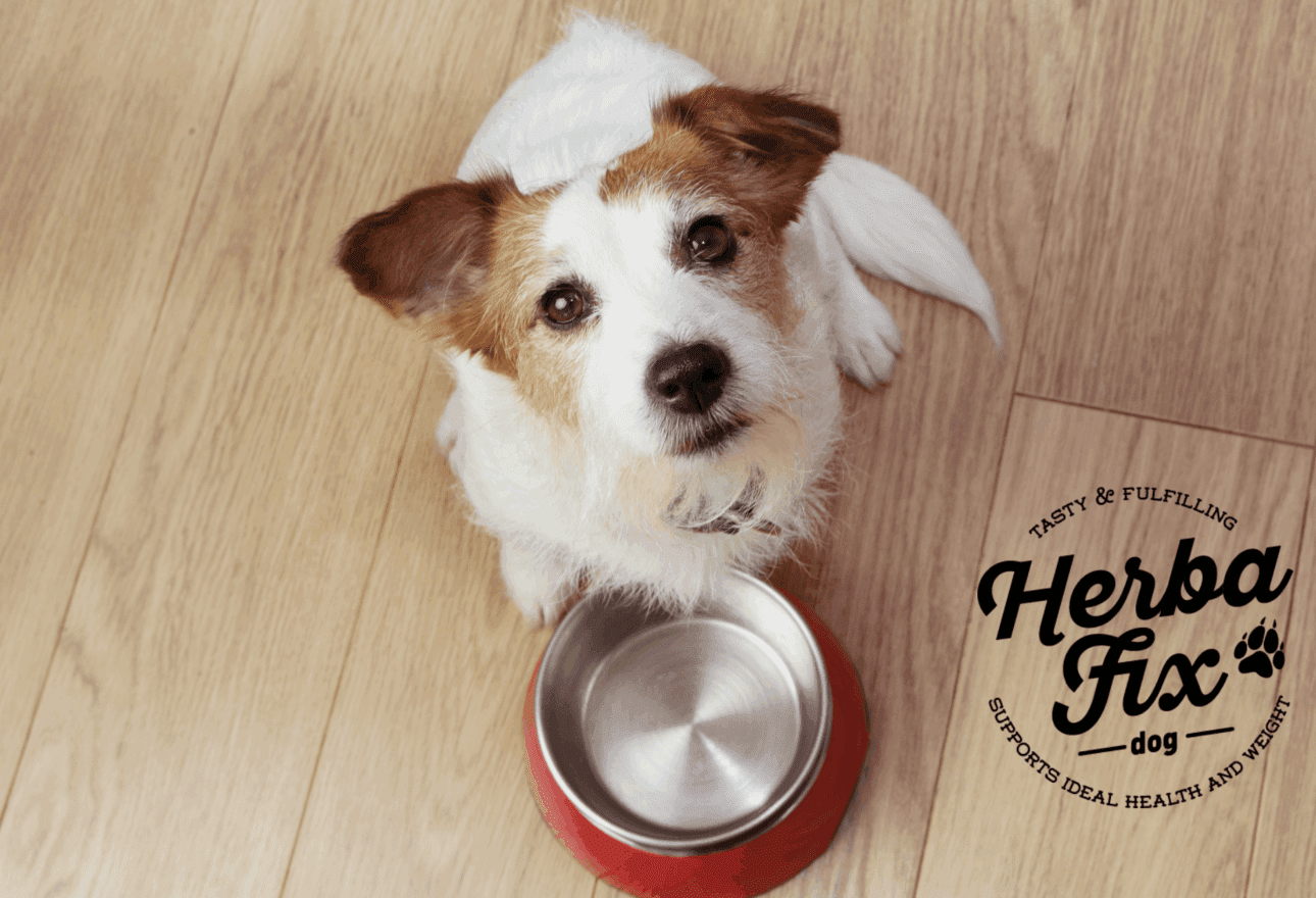 Butternut Box vs. Herbafix: Which Natural Dog Food Is Best for Your Pup?