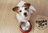 Butternut Box vs. Herbafix: Which Natural Dog Food Is Best for Your Pup?