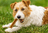 Are Natural Dog Treats Better for Your Dog’s Health 