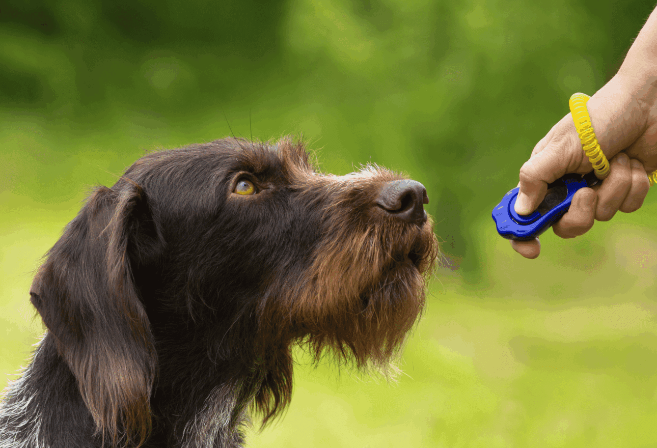 Essential Training Accessories That Help Dogs Learn Faster 