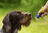 Essential Training Accessories That Help Dogs Learn Faster 