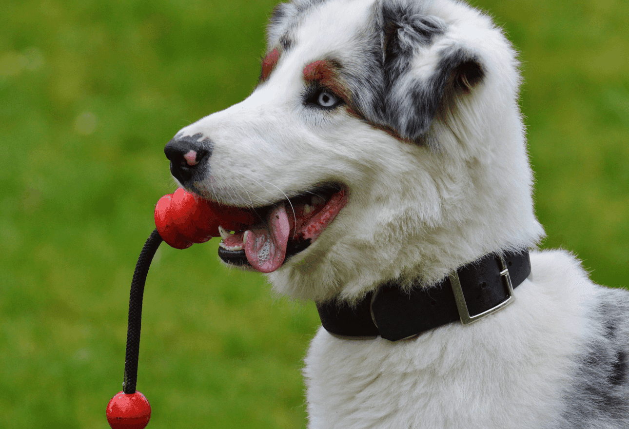 How to Choose Safe and Durable Toys for Dogs That Love to Chew 