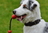 How to Choose Safe and Durable Toys for Dogs That Love to Chew 