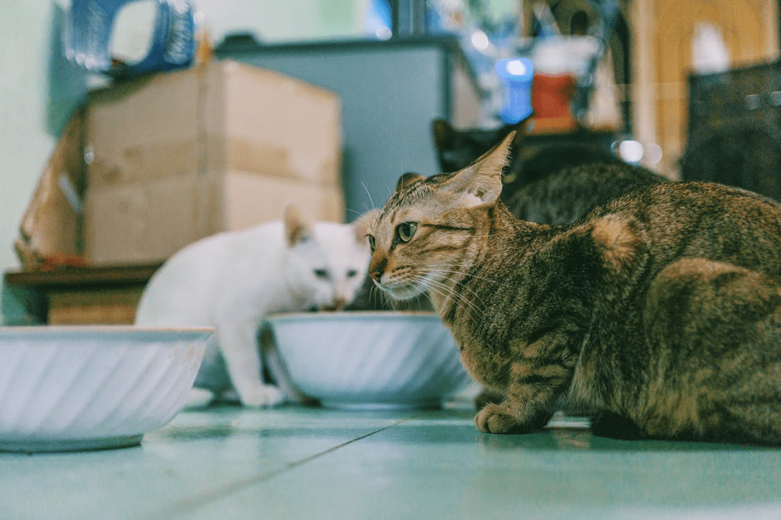 How to Choose the Best Cat Food for Long-Term Health