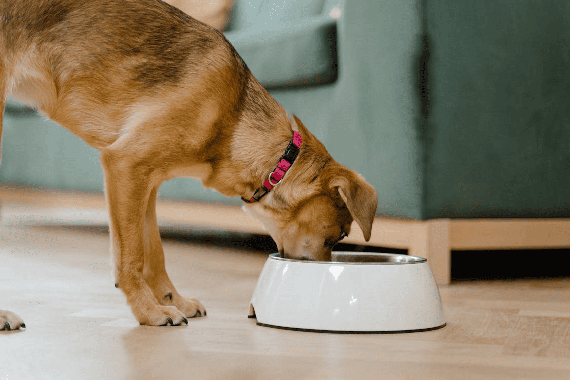 What Irish Dog Owners Need to Know Before Switching to Raw Dog Food