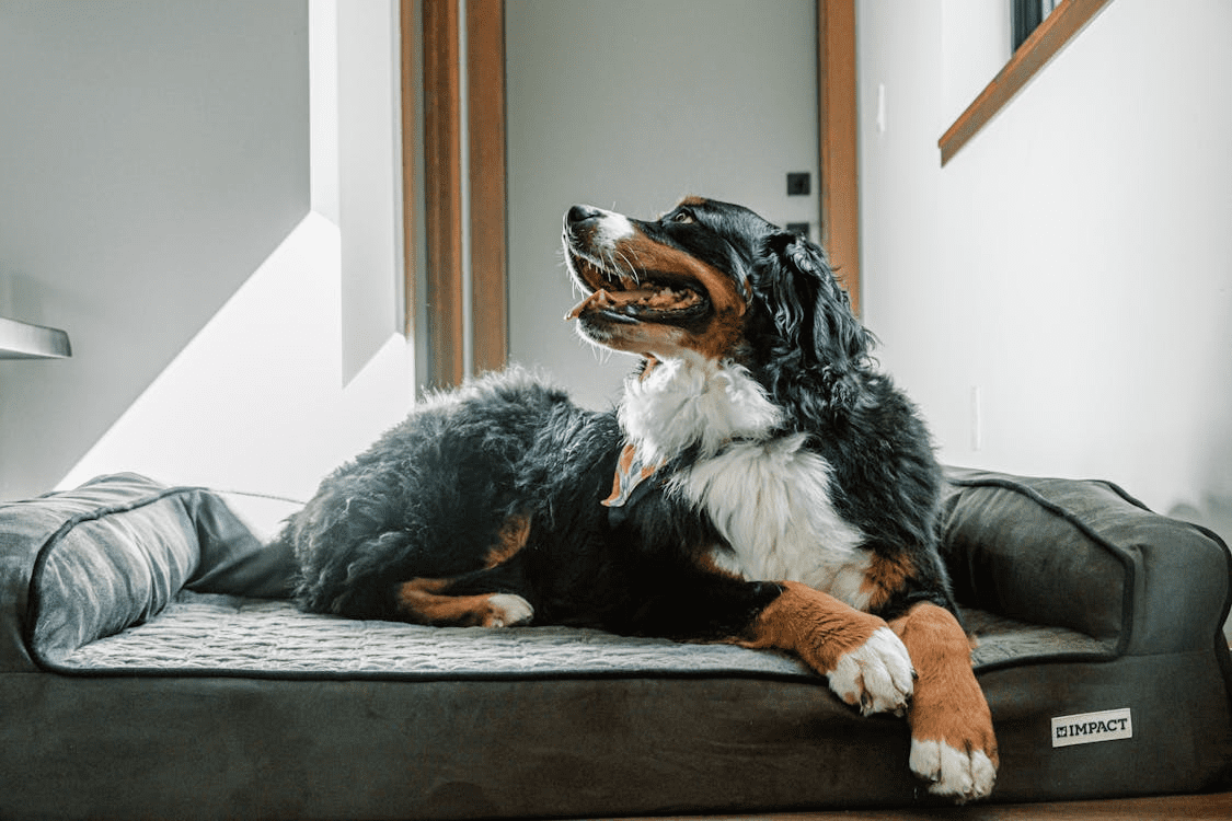 How to Choose the Right Dog Bed for Comfort and Joint Support