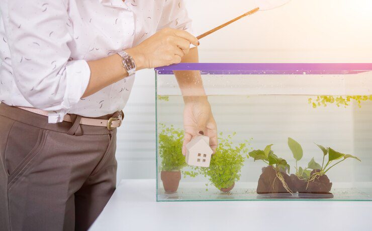 Setting Up the Perfect Aquarium: Tips from Timmy
