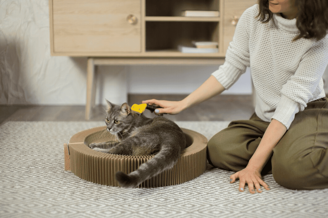 How to Keep Your Cat Entertained Indoors (Toys & Tips)