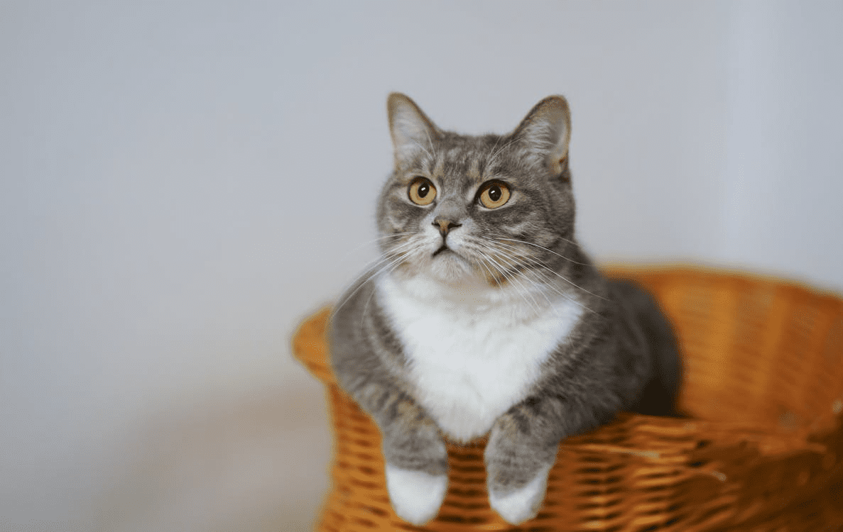 What’s the Best Cat Litter for Odour Control in Irish Homes