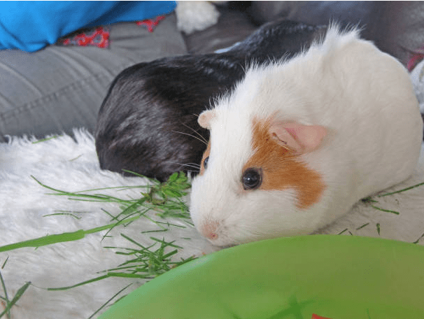 Complete Beginner’s Guide to Guinea Pig Care in Ireland 