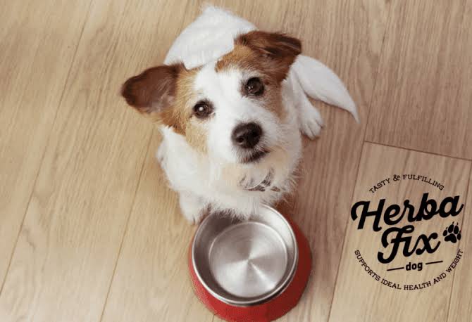 Best Natural Dog Food Ireland: A Complete Buyer's Guide for 2026