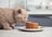 How to Transition Your Cat to a Raw Diet