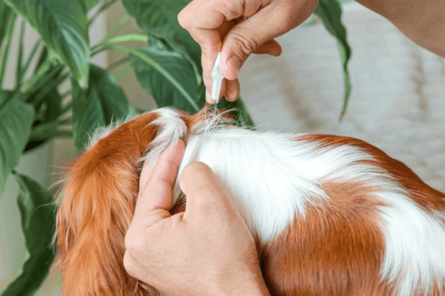 How to Protect Your Dog from Fleas & Ticks in Ireland’s Summer
