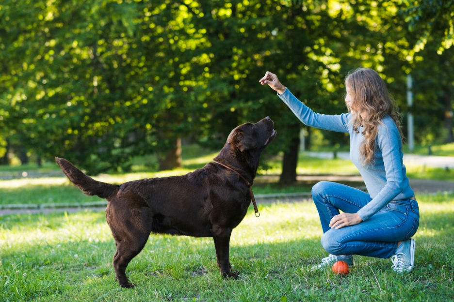 Best Supplements for Active & Working Dogs in Ireland