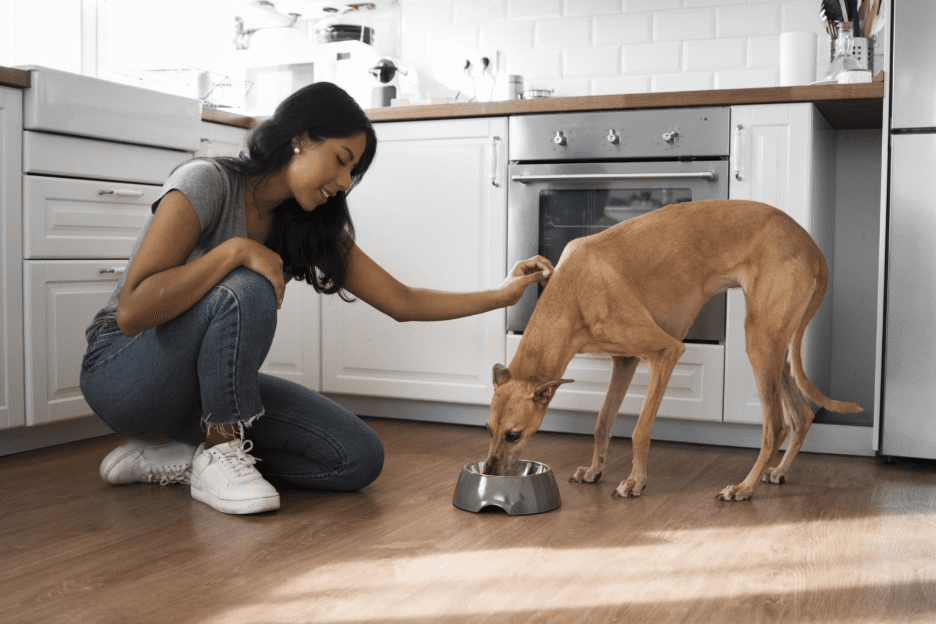 Is Raw Feeding Right for My Dog? An Irish Pet Owner’s Guide