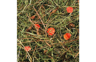 Flamingo Mountain Hay Carrot 500g