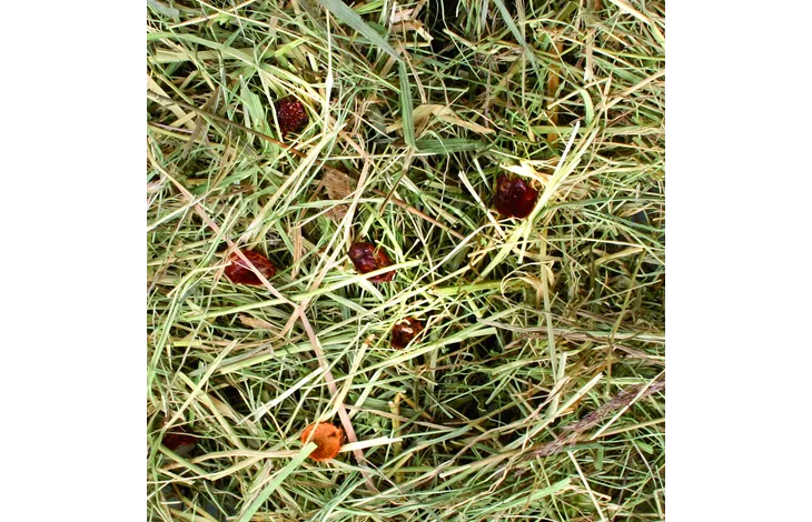 Flamingo Mountain Hay Rosehip 500g