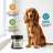 Booster Bites Bone Broth Powdered Supplement – Joint Care Powerhouse 180g