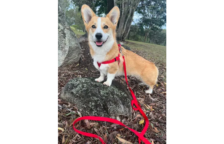 Flamingo Step & Go dog Harness Red