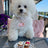 Barking Bakery - Trio of Mini Iced Woofins