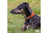 Ancol Classic Leather Whippet Collar 30-34cm