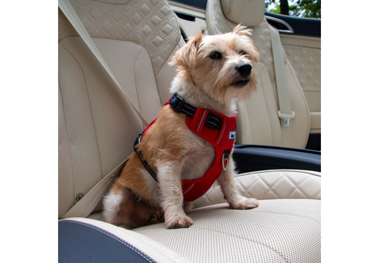 Ancol Viva Travel & Exercise 2 Point Dog Harness Black