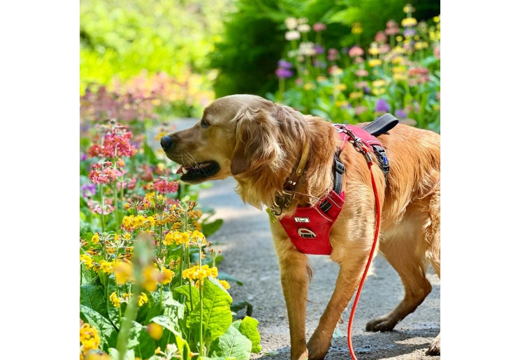 Ancol Viva Travel & Exercise 2 Point Dog Harness Black