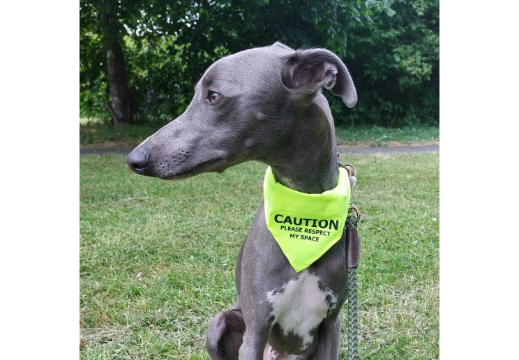 Ancol Warning Pet Bandana (Respect My Space) - Yellow