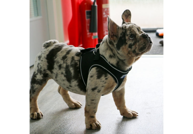 Ancol Viva Step In Harness Small/Medium Black