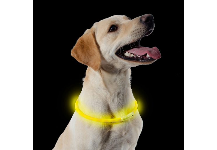 Ancol Flashing Band Light Up Dog Collar