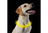 Ancol Flashing Band Light Up Dog Collar