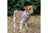 Ancol Soho Dalmation/ZigZag Reversible Dog Harness Large