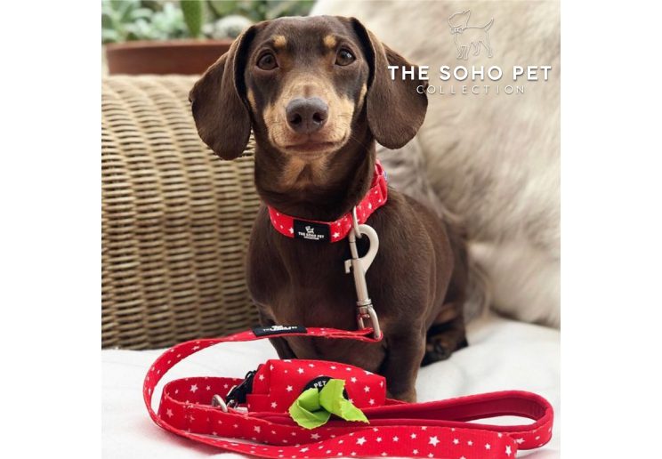 Ancol Soho Star Collar
