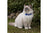 Ancol Softweave Reflective Blue Cat Collar