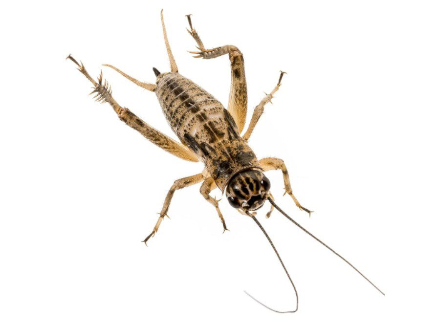 Standard Crickets | Live Reptile Feeders
