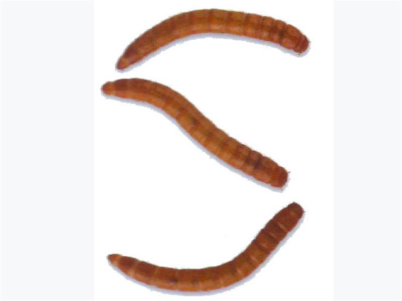Mealworms | Live Reptile Feeders