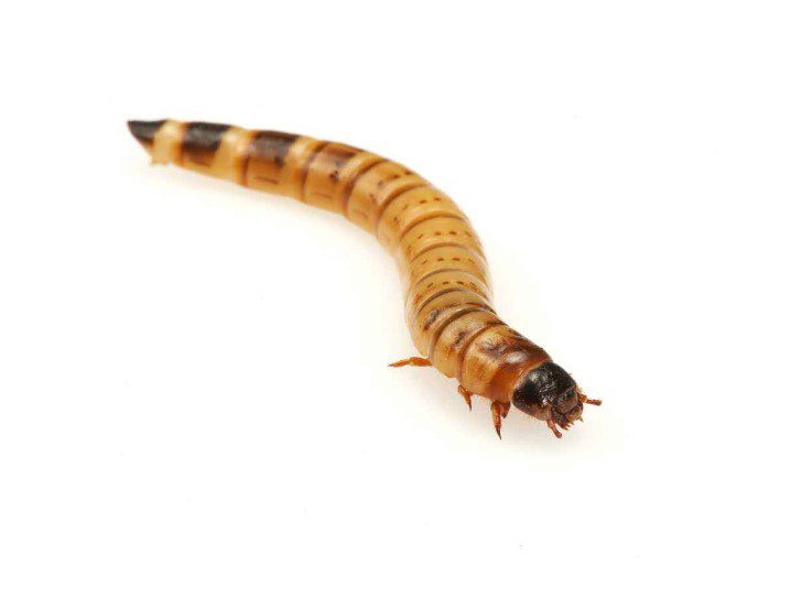 Morio Worms | Live Reptile Feeders