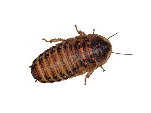 Medium Dubia Roaches | Live Reptile Feeders