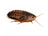 Large Dubia Roaches | Live Reptile Feeders