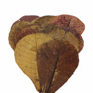 Nature4Pets Catappa Leaves x15 Pack