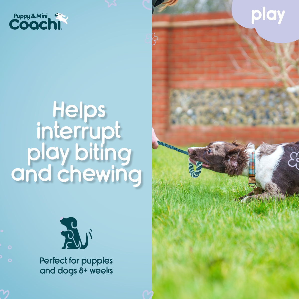 Company Of Animals Coachi Tuggi Helix Puppy Training Toy