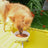 DoggyRade Prebiotic Drink | Hydrolysed Chicken