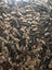 Mixed Sunflower 1.5KG