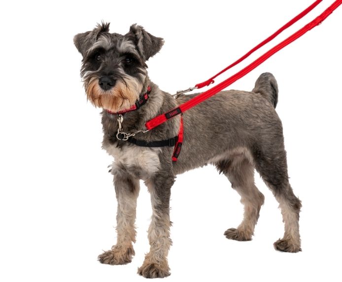 Halti Training Lead Red