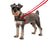 Halti Training Lead Red