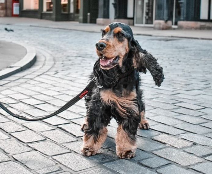 Halti Training Lead Black