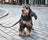 Halti Training Lead Black