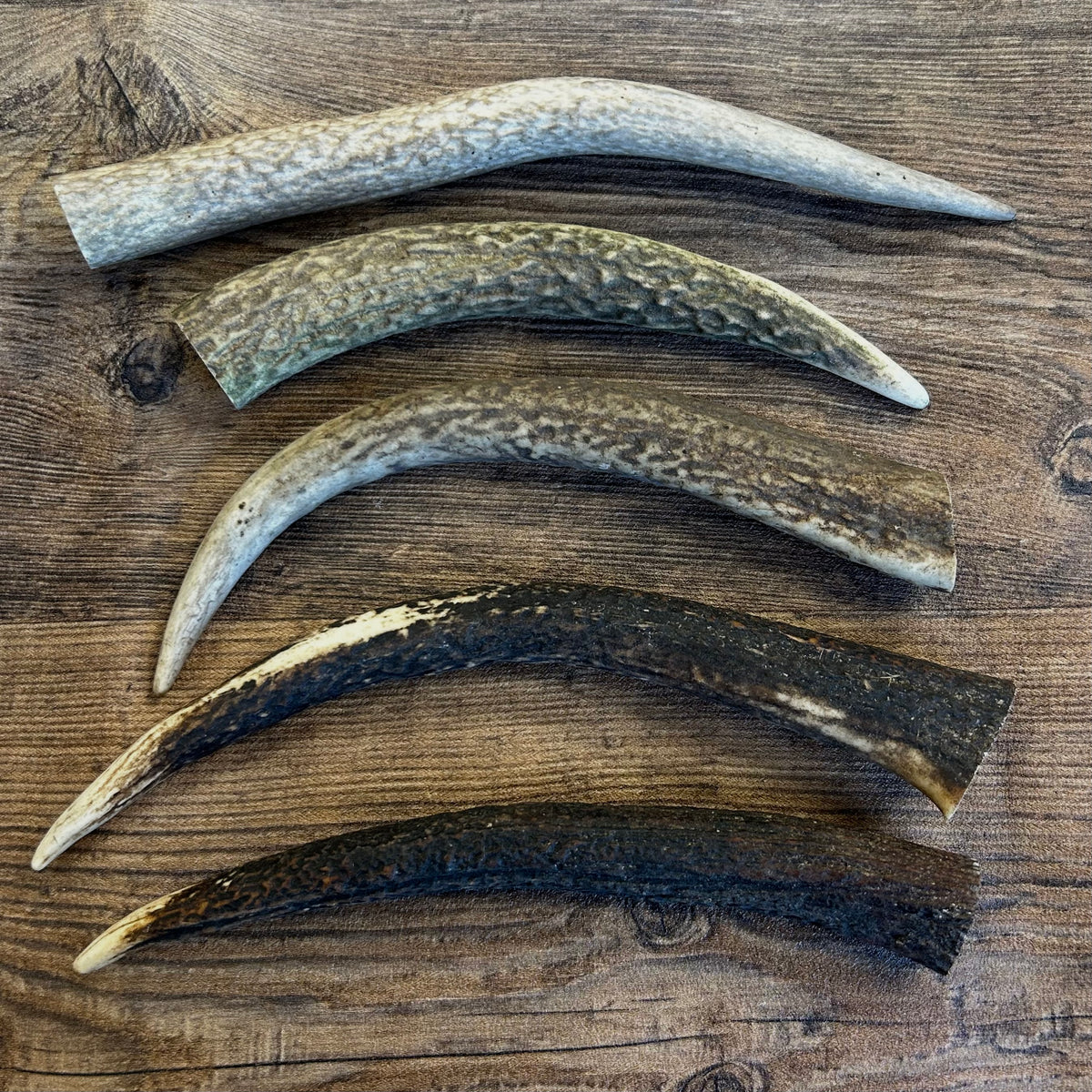 Deer Antler Points - Natural Tough Dog Chew