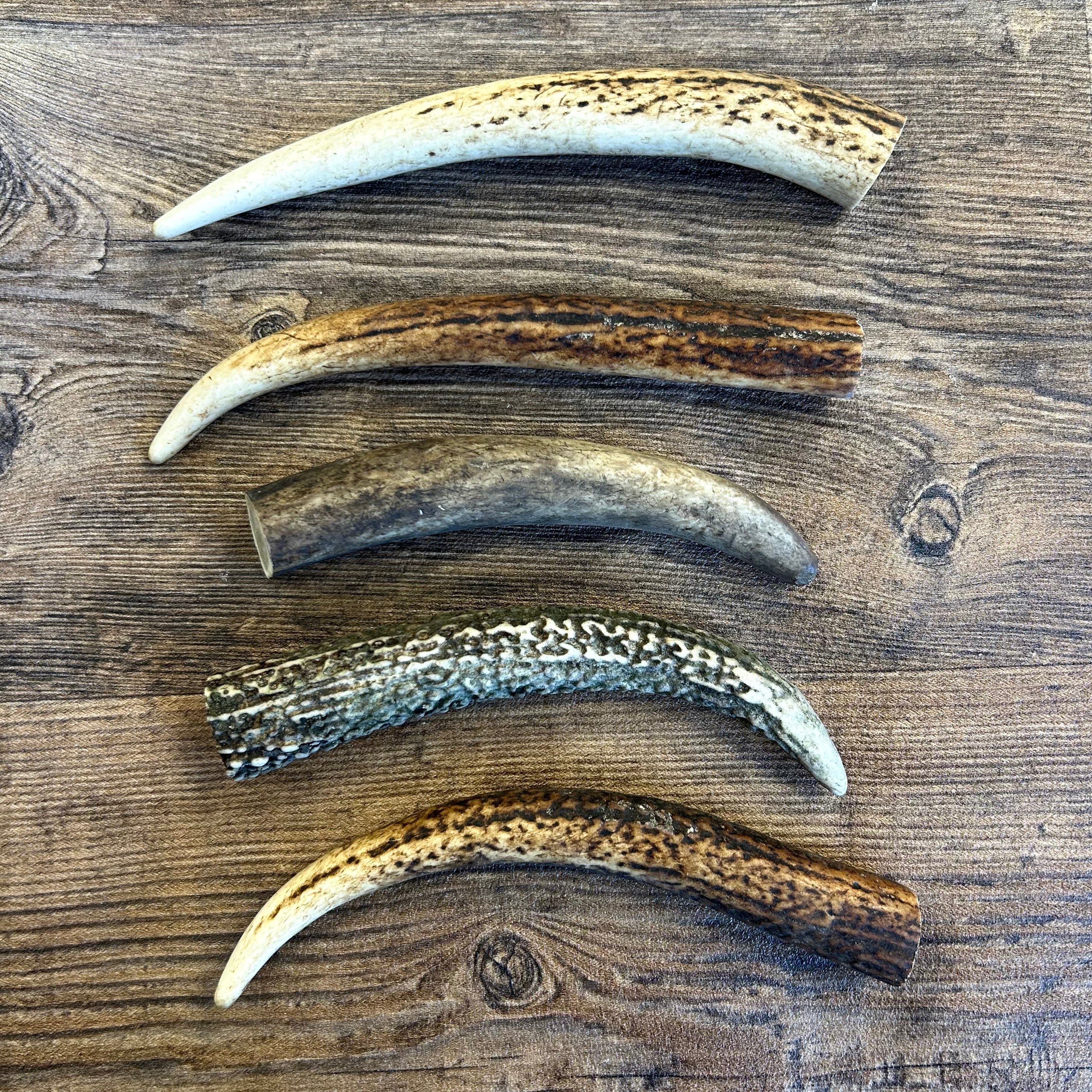 Deer Antler Points - Natural Tough Dog Chew